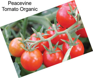 Peacevine Tomato Organic