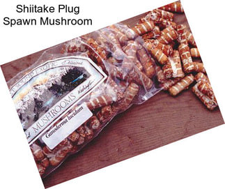 Shiitake Plug Spawn Mushroom
