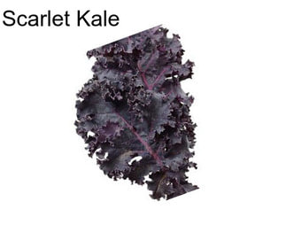 Scarlet Kale