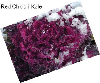 Red Chidori Kale