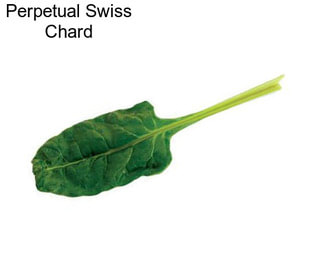 Perpetual Swiss Chard
