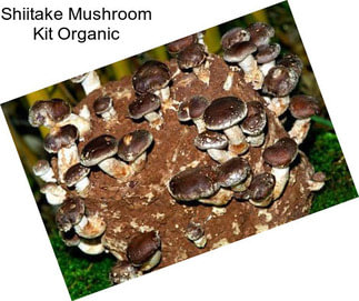 Shiitake Mushroom Kit Organic