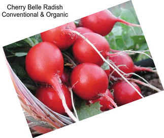Cherry Belle Radish Conventional & Organic