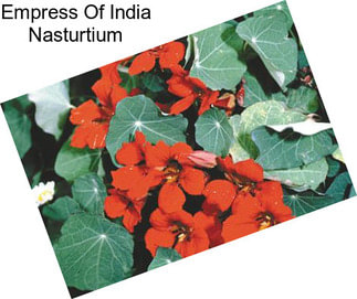 Empress Of India Nasturtium