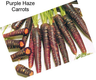 Purple Haze Carrots