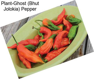 Plant-Ghost (Bhut Jolokia) Pepper