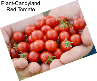 Plant-Candyland Red Tomato