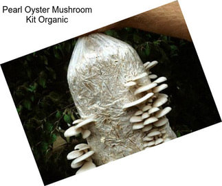 Pearl Oyster Mushroom Kit Organic