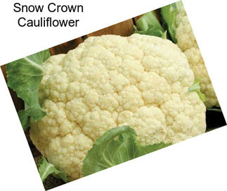 Snow Crown Cauliflower