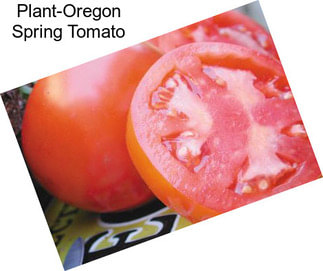 Plant-Oregon Spring Tomato