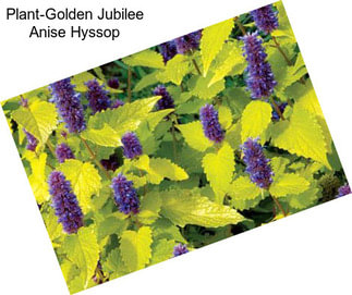 Plant-Golden Jubilee Anise Hyssop