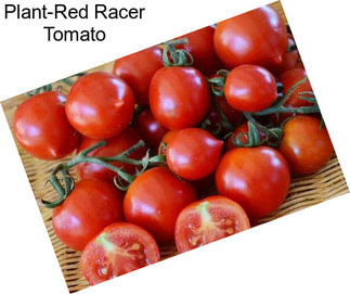 Plant-Red Racer Tomato