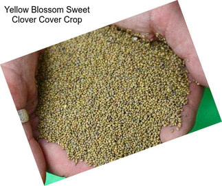 Yellow Blossom Sweet Clover Cover Crop