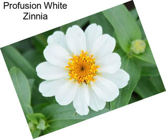 Profusion White Zinnia