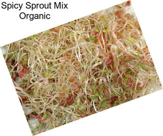 Spicy Sprout Mix Organic