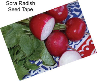 Sora Radish Seed Tape