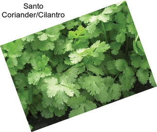 Santo Coriander/Cilantro