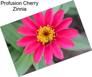 Profusion Cherry Zinnia