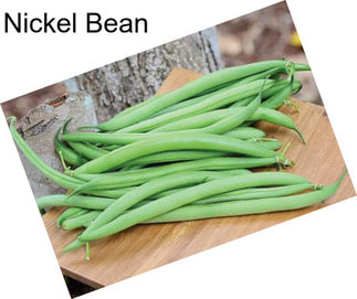 Nickel Bean