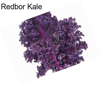 Redbor Kale