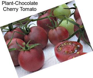 Plant-Chocolate Cherry Tomato