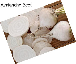 Avalanche Beet