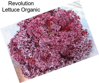 Revolution Lettuce Organic