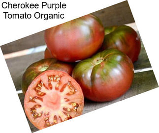 Cherokee Purple Tomato Organic