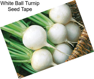 White Ball Turnip Seed Tape