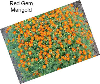 Red Gem Marigold