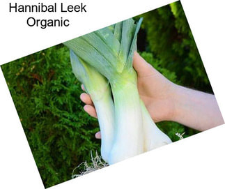 Hannibal Leek Organic