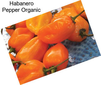 Habanero Pepper Organic