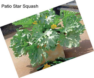 Patio Star Squash