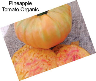 Pineapple Tomato Organic