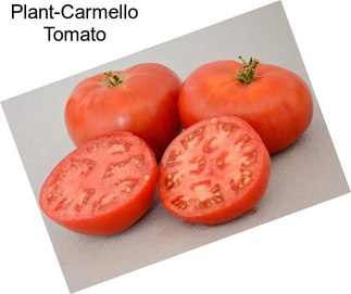 Plant-Carmello Tomato