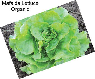 Mafalda Lettuce Organic