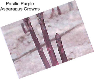 Pacific Purple Asparagus Crowns