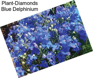 Plant-Diamonds Blue Delphinium