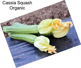 Cassia Squash Organic