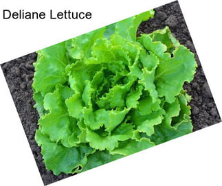 Deliane Lettuce