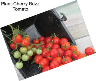 Plant-Cherry Buzz Tomato