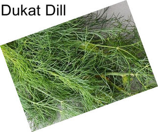 Dukat Dill