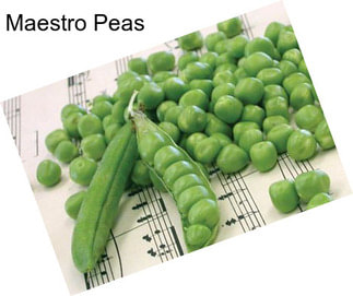 Maestro Peas