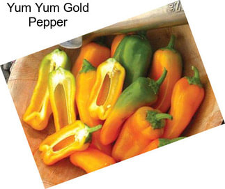 Yum Yum Gold Pepper