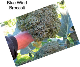 Blue Wind Broccoli