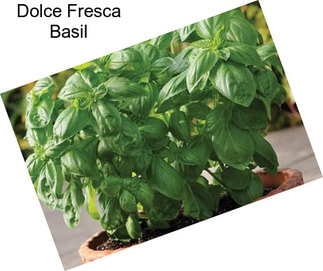 Dolce Fresca Basil