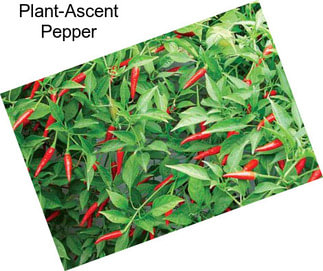 Plant-Ascent Pepper