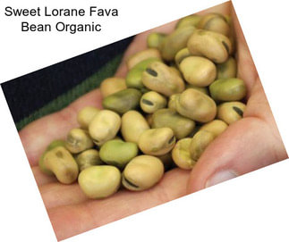 Sweet Lorane Fava Bean Organic