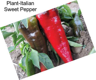 Plant-Italian Sweet Pepper