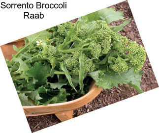 Sorrento Broccoli Raab